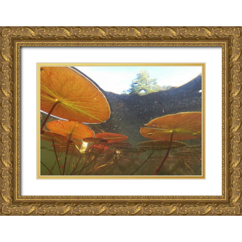 Canada, Eastman Underwater view of water lilies Gold Ornate Wood Framed Art Print with Double Matting by Delisle, Gilles