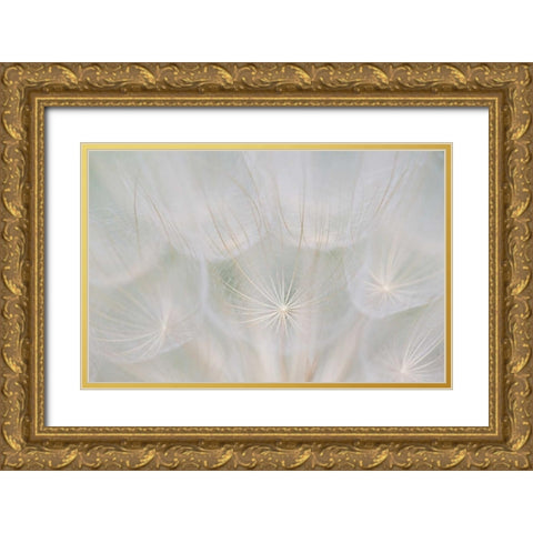 Canada, Quebec, Goats beard seed head Gold Ornate Wood Framed Art Print with Double Matting by Delisle, Gilles