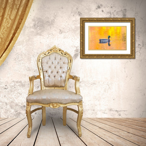 Canada, Quebec, Mallard drake swimming Gold Ornate Wood Framed Art Print with Double Matting by Delisle, Gilles