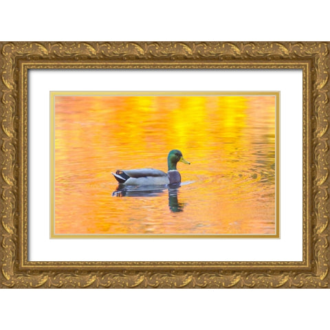 Canada, Quebec, Mallard drake swimming Gold Ornate Wood Framed Art Print with Double Matting by Delisle, Gilles