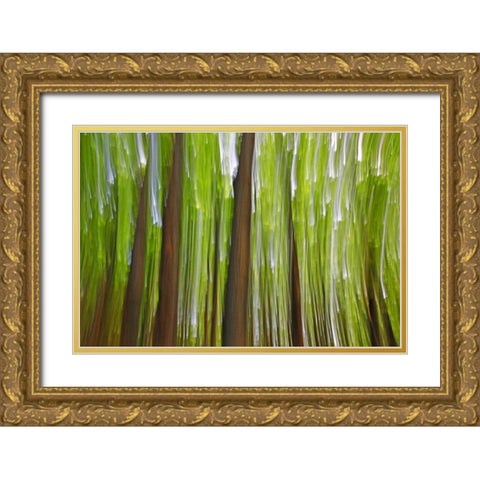 Canada, Quebec Maple grove abstract at sunset Gold Ornate Wood Framed Art Print with Double Matting by Delisle, Gilles