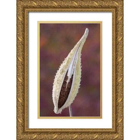 Canada, Quebec, Mt St-Bruno Park Milkweed seed Gold Ornate Wood Framed Art Print with Double Matting by Delisle, Gilles