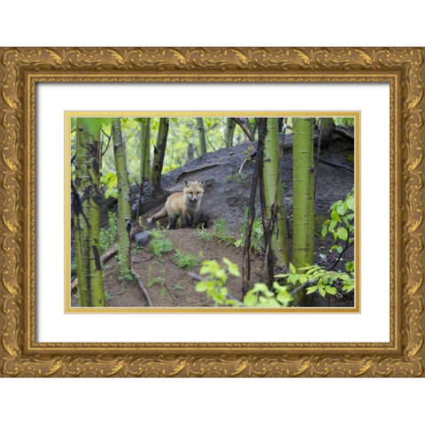Canada, Mt St-Bruno Park Red fox kit at den site Gold Ornate Wood Framed Art Print with Double Matting by Delisle, Gilles