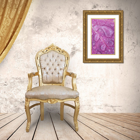 Canada, Quebec, Rain water on red maple leaf Gold Ornate Wood Framed Art Print with Double Matting by Delisle, Gilles