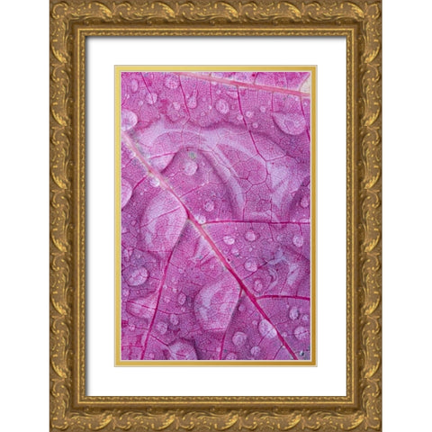 Canada, Quebec, Rain water on red maple leaf Gold Ornate Wood Framed Art Print with Double Matting by Delisle, Gilles
