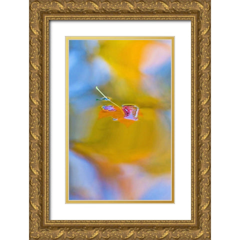 Canada, Quebec, Red maple leaf on autumn pool Gold Ornate Wood Framed Art Print with Double Matting by Delisle, Gilles