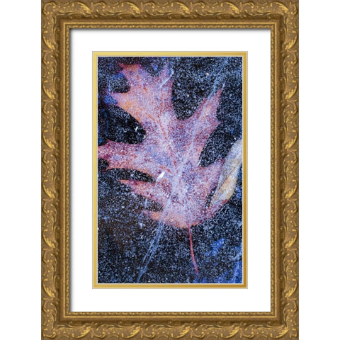 Canada, Quebec, Red oak leaf under lake ice Gold Ornate Wood Framed Art Print with Double Matting by Delisle, Gilles