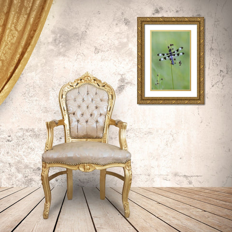 Canada, Quebec, Twelve-spot skimmer Gold Ornate Wood Framed Art Print with Double Matting by Delisle, Gilles