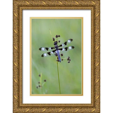 Canada, Quebec, Twelve-spot skimmer Gold Ornate Wood Framed Art Print with Double Matting by Delisle, Gilles