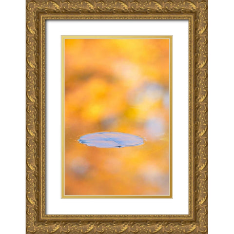 Canada, Quebec, Water lily pad and fall colors Gold Ornate Wood Framed Art Print with Double Matting by Delisle, Gilles