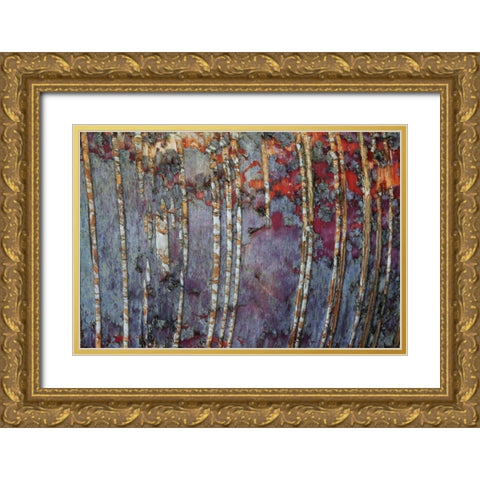 Canada, Quebec White birch root bark patterns Gold Ornate Wood Framed Art Print with Double Matting by Delisle, Gilles