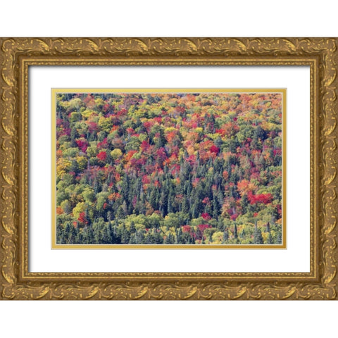Canada, Mount Tremblant NP Forest in fall Gold Ornate Wood Framed Art Print with Double Matting by Delisle, Gilles