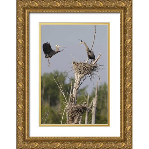 Canada, Quebec Great blue herons at their nest Gold Ornate Wood Framed Art Print with Double Matting by Delisle, Gilles