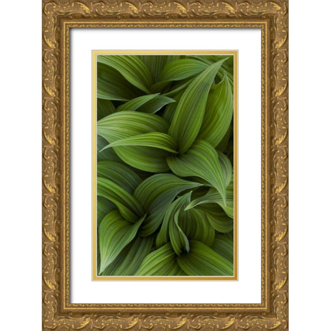 Canada, Quebec, Yamaska NP Green false hellebore Gold Ornate Wood Framed Art Print with Double Matting by Delisle, Gilles