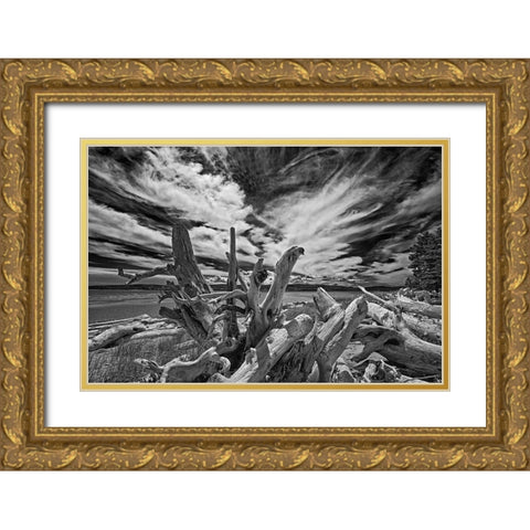 Canada-Quebec-Forillon National Park Driftwood along ocean shore Gold Ornate Wood Framed Art Print with Double Matting by Jaynes Gallery