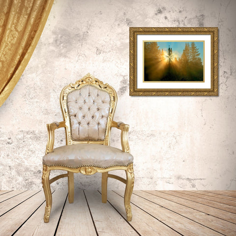 Canada-Quebec-Chibougamau Trees in fog at sunrise Gold Ornate Wood Framed Art Print with Double Matting by Jaynes Gallery