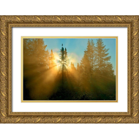 Canada-Quebec-Chibougamau Trees in fog at sunrise Gold Ornate Wood Framed Art Print with Double Matting by Jaynes Gallery