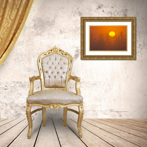 Canada-Quebec-Havre-Saint-Pierre Trees and fog at sunrise Gold Ornate Wood Framed Art Print with Double Matting by Jaynes Gallery