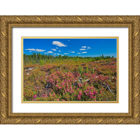 Canada-Quebec-Chibougamau Bog laurel blossoms in burnt over forest Gold Ornate Wood Framed Art Print with Double Matting by Jaynes Gallery