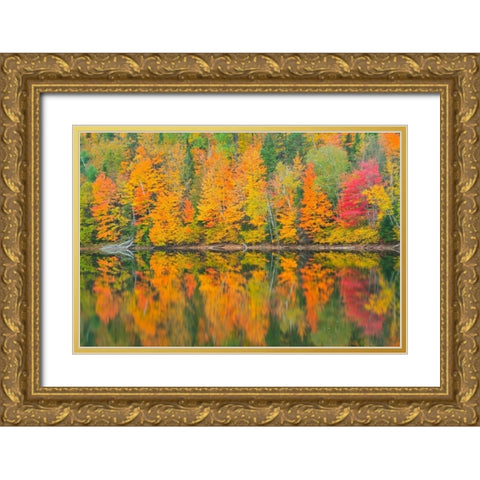 Canada-Quebec-Saint-Mathieu-du-Parc Autumn colors reflected in Lac Trudel Gold Ornate Wood Framed Art Print with Double Matting by Jaynes Gallery