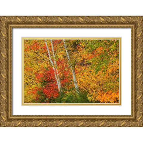 Canada-Quebec-La Mauricie National Park Autumn forest colors Gold Ornate Wood Framed Art Print with Double Matting by Jaynes Gallery