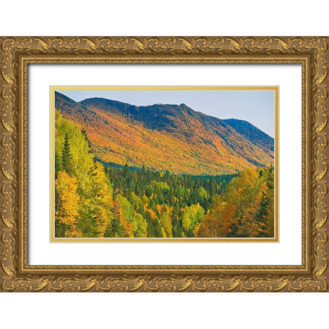 Canada-Quebec-Parc National de la Gaspesie Autumn colors in Chic-Choc Mountains Gold Ornate Wood Framed Art Print with Double Matting by Jaynes Gallery