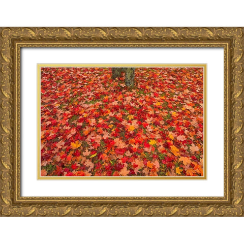 Canada-Quebec-Rimouski Sugar maple leaves and tree trunk Gold Ornate Wood Framed Art Print with Double Matting by Jaynes Gallery