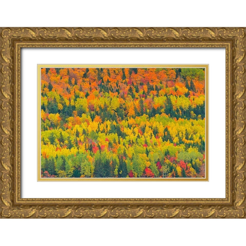 Canada-Quebec-Saint Pacome Autumn forest colors in Notre Dame Mountains Gold Ornate Wood Framed Art Print with Double Matting by Jaynes Gallery