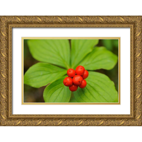 Canada-Quebec-RiviÃ¨re-au-Tonnerre Bunchberry fruit and leaves close-up Gold Ornate Wood Framed Art Print with Double Matting by Jaynes Gallery