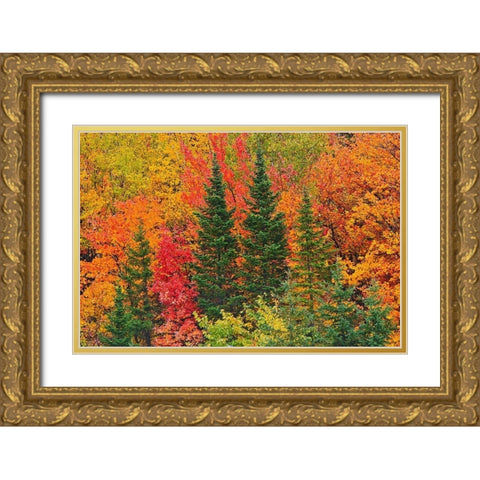 Canada-Quebec-Saint-Pacome Mixedwood forest in autumn Gold Ornate Wood Framed Art Print with Double Matting by Jaynes Gallery
