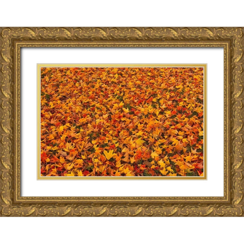 Canada-Quebec-Ste Famille on Ile dOrleans Fallen sugar maple leaves in autumn Gold Ornate Wood Framed Art Print with Double Matting by Jaynes Gallery
