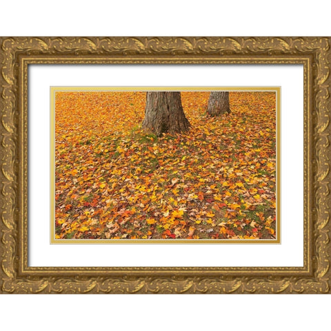 Canada-Quebec-St Michel de Belle Chasse Sugar maple leaves in autumn Gold Ornate Wood Framed Art Print with Double Matting by Jaynes Gallery