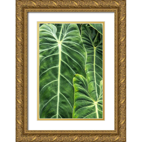 Close-up shots of the leaves from the elephant ears plant-also known as Alocasia Gold Ornate Wood Framed Art Print with Double Matting by Ostrowitz, Mallorie