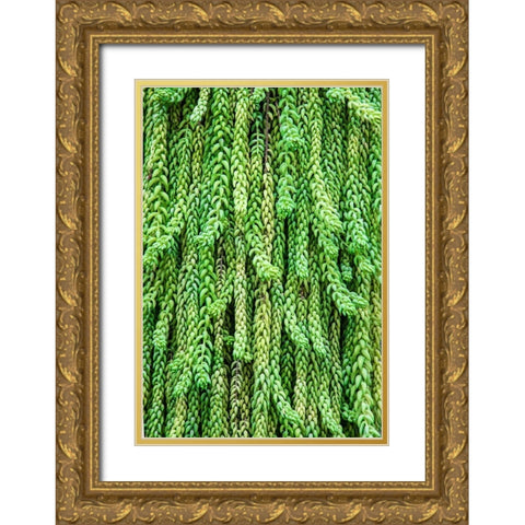 Burros tail plant is named for its long-cylindrical leaves Gold Ornate Wood Framed Art Print with Double Matting by Ostrowitz, Mallorie