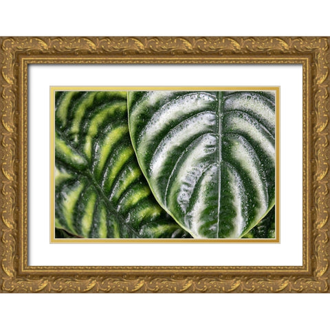 Montreal Botanical Gardens-elephants ears with rainwater Gold Ornate Wood Framed Art Print with Double Matting by Ostrowitz, Mallorie