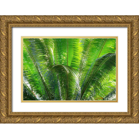 Close-up of the fronds of the Sago Palm Tree Gold Ornate Wood Framed Art Print with Double Matting by Ostrowitz, Mallorie