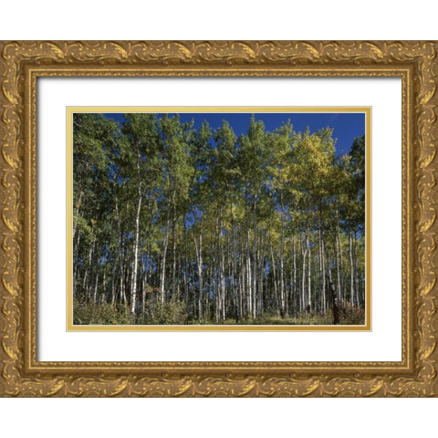 Canada, Saskatchewan, Aspen forest Gold Ornate Wood Framed Art Print with Double Matting by Grandmaison, Mike
