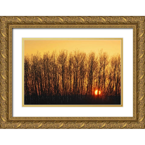 Canada, Melfort Aspen trees at sunset Gold Ornate Wood Framed Art Print with Double Matting by Grandmaison, Mike