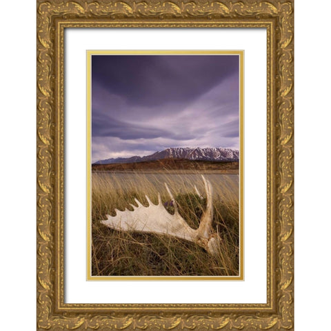 Canada, BC, Yukon, Moose antler and landscape Gold Ornate Wood Framed Art Print with Double Matting by Paulson, Don