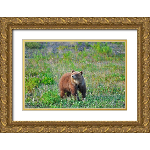 Canada-Yukon Young grizzly bear in field Gold Ornate Wood Framed Art Print with Double Matting by Jaynes Gallery