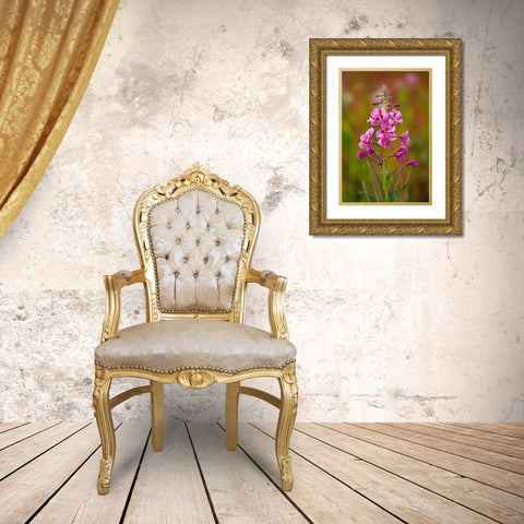 Canada-Yukon-Watson Lake Fireweed blossoms close-up Gold Ornate Wood Framed Art Print with Double Matting by Jaynes Gallery