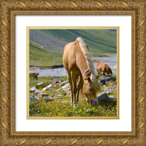 Haflinger Horse on its mountain pasture (Shieling) in the Otztal Alps Gold Ornate Wood Framed Art Print with Double Matting by Zwick, Martin