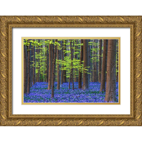 Europe-Belgium-Hallerbos forest with blooming bluebells Gold Ornate Wood Framed Art Print with Double Matting by Jaynes Gallery
