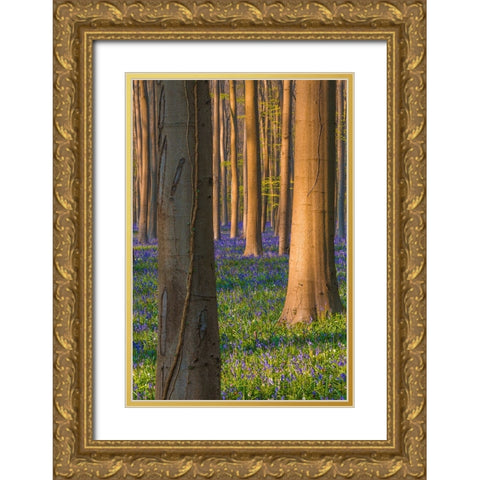 Europe-Belgium-Hallerbos forest with blooming bluebells Gold Ornate Wood Framed Art Print with Double Matting by Jaynes Gallery
