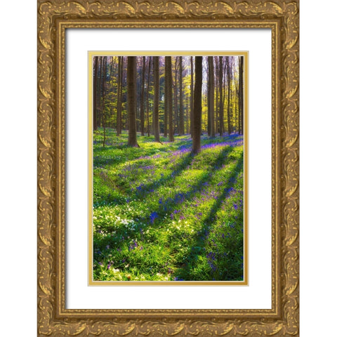 Europe-Belgium-Hallerbos forest with blooming bluebells Gold Ornate Wood Framed Art Print with Double Matting by Jaynes Gallery