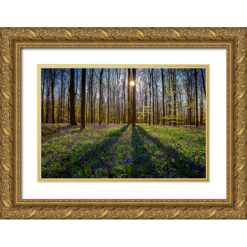 Europe-Belgium-Hallerbos forest with blooming bluebells Gold Ornate Wood Framed Art Print with Double Matting by Jaynes Gallery