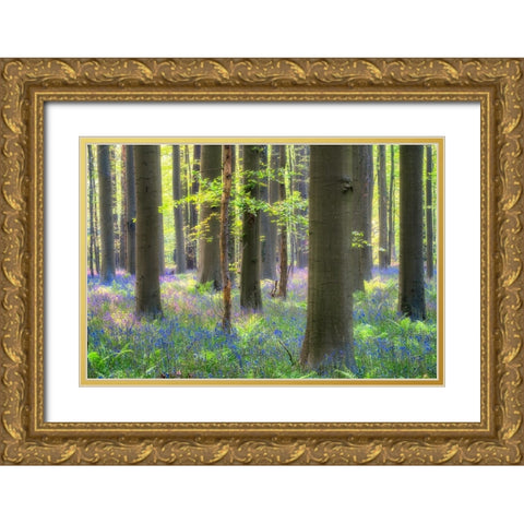 Europe-Belgium-Hallerbos forest with blooming bluebells Gold Ornate Wood Framed Art Print with Double Matting by Jaynes Gallery