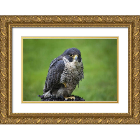 Czech Republic, Prague Captive peregrine falcon Gold Ornate Wood Framed Art Print with Double Matting by Flaherty, Dennis