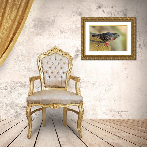 Pigeon perched on a stone wall Gold Ornate Wood Framed Art Print with Double Matting by Haseltine, Tom