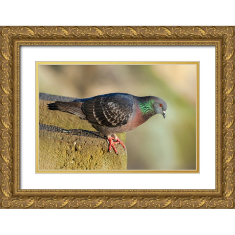 Pigeon perched on a stone wall Gold Ornate Wood Framed Art Print with Double Matting by Haseltine, Tom